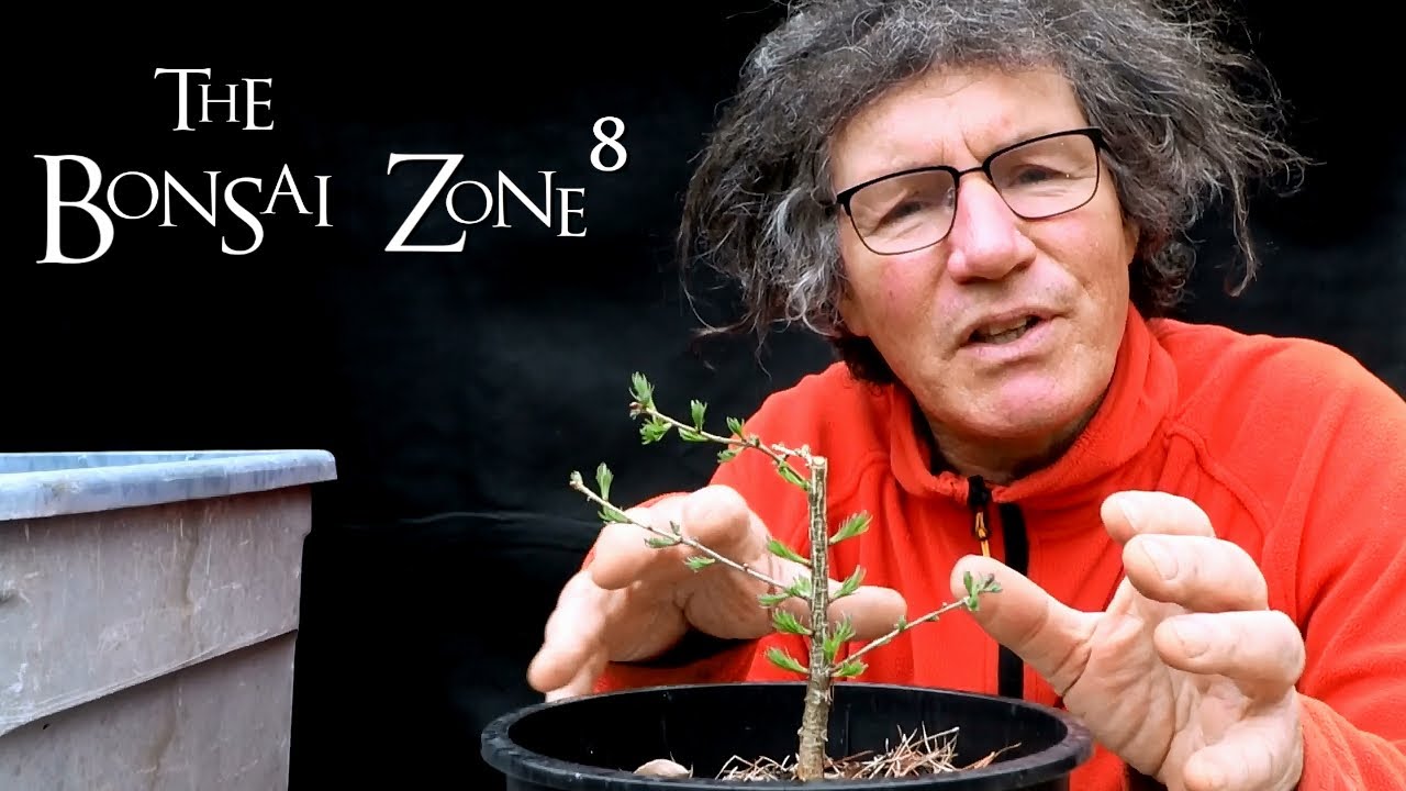 My Small Larch Trees, A Bench Tour and Cycling, The Bonsai Zone, April 2021
