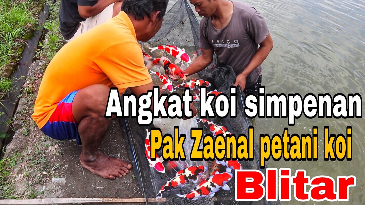 Berkunjung ke tempat pak Zaenal petani koi blitar - angkat koi super