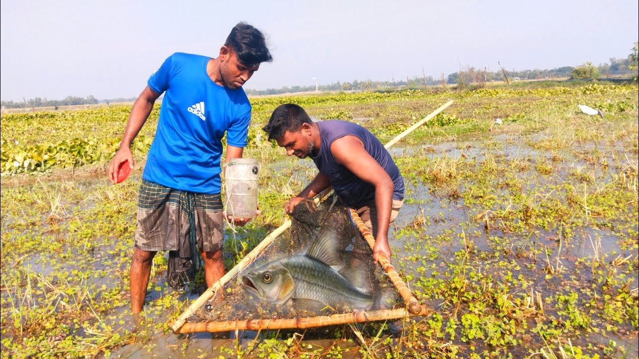 খাল-বিলে মাছ ধরা | Fishing with Net in Canal & Pond | Local Village Fishing Adventure