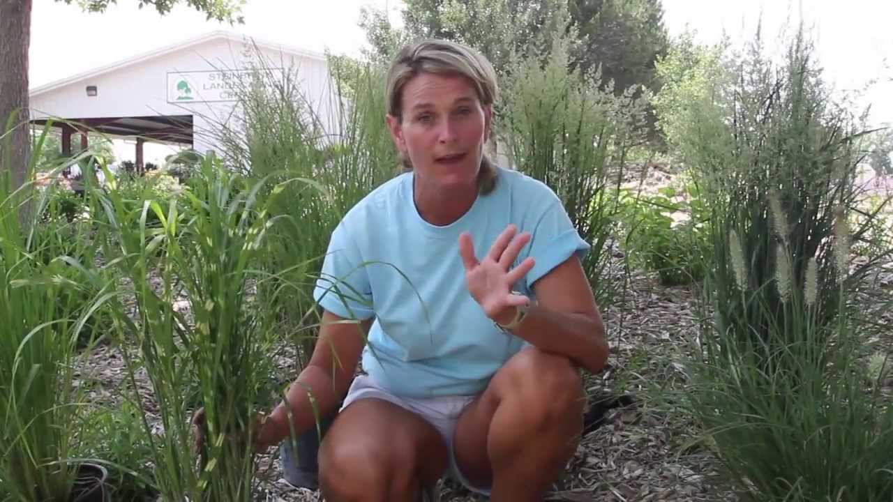 Steinbrink's: 5 ornamental grasses for your lanscape