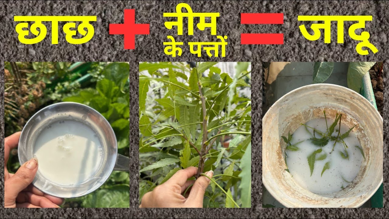 छाछ और नीम के पत्तों का जादू | मिलेगीं ढेरों- ढेर सब्ज़ियाँ ना लगेगे कीड़े मकोड़े | Best Fertilizer 
