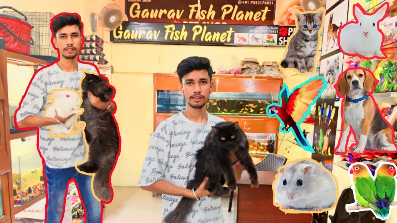 Cheapest 🤩 Pet Shop In Ajmer city ( Cat 🐈. Dog 🐶. birds 🐦. Macaw / Love birds 💟 / fishes / ETC.