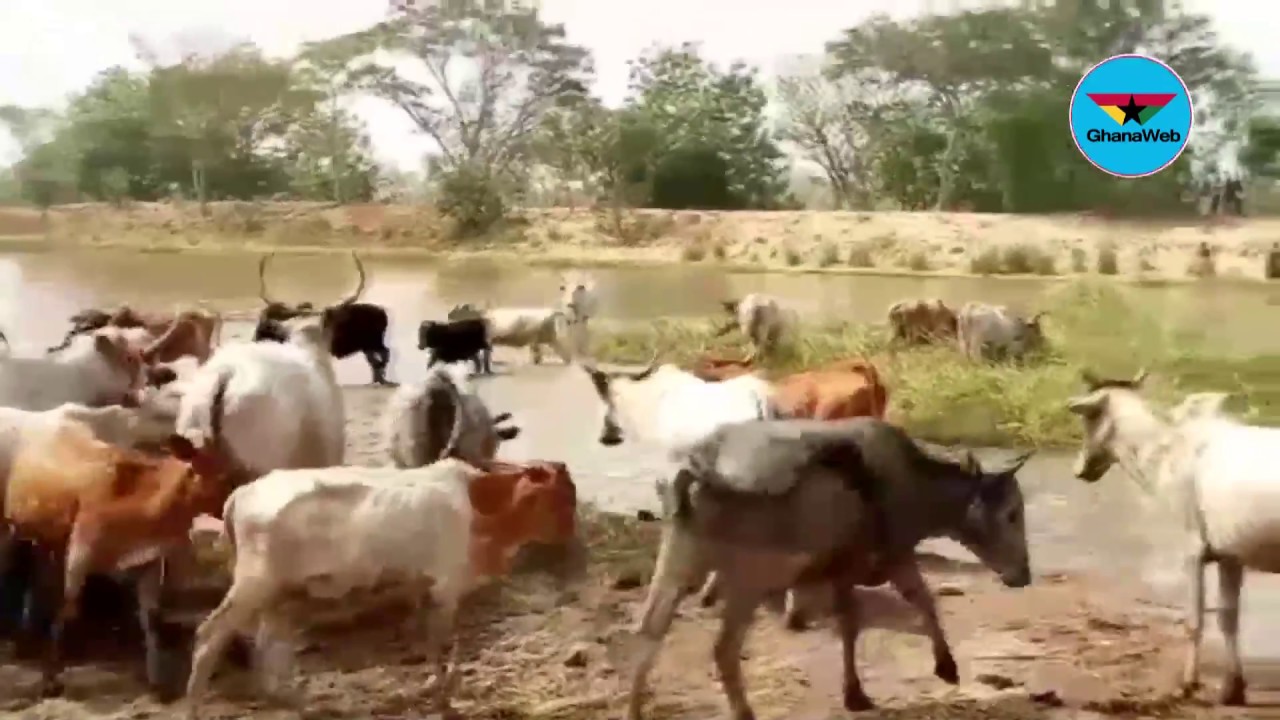 Farmers urged to boost animal production in Sissala West District