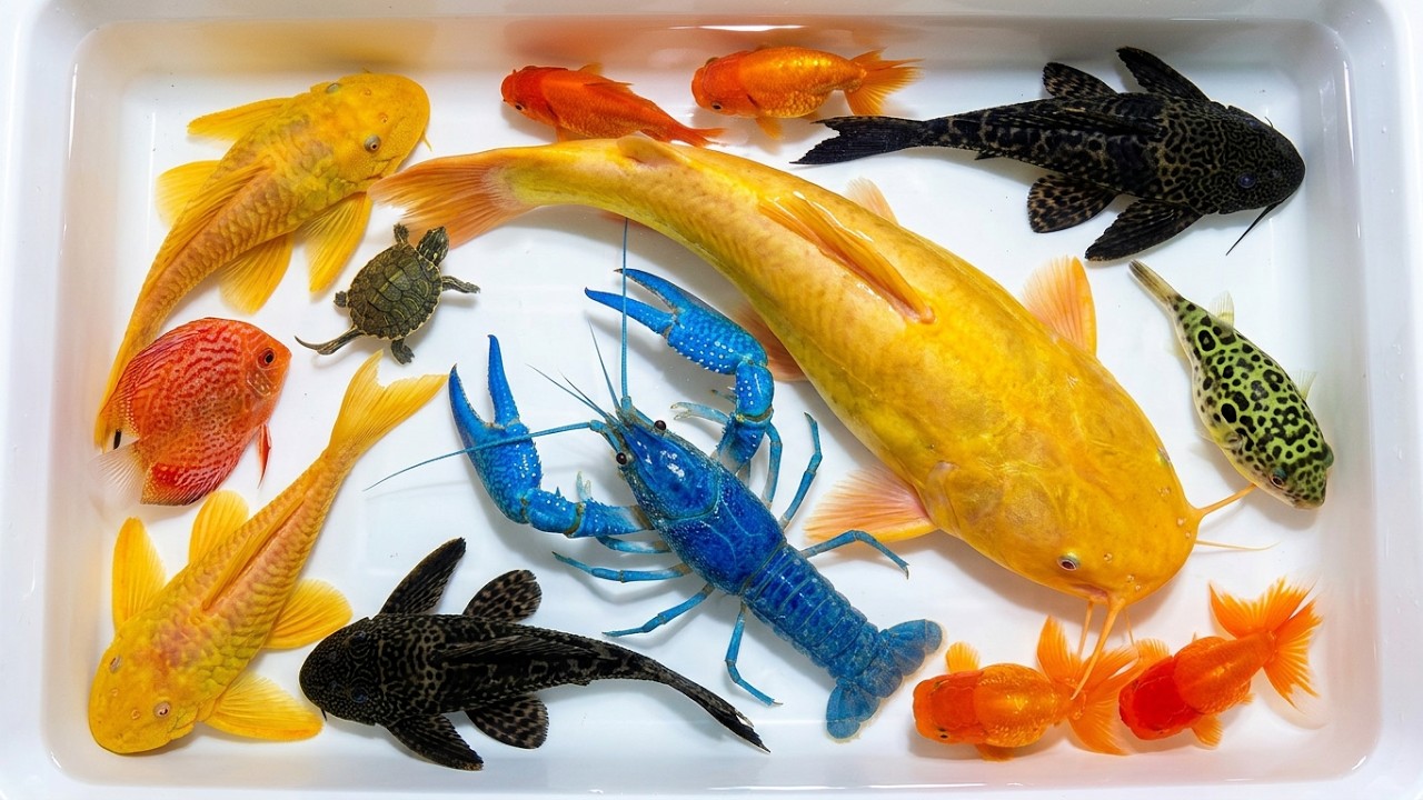 Catching Fancy Ornamental Fish In Tiny Pond, Pencil Fish, Mosaic Guppy, Paradise Fish, Koi, Arowana