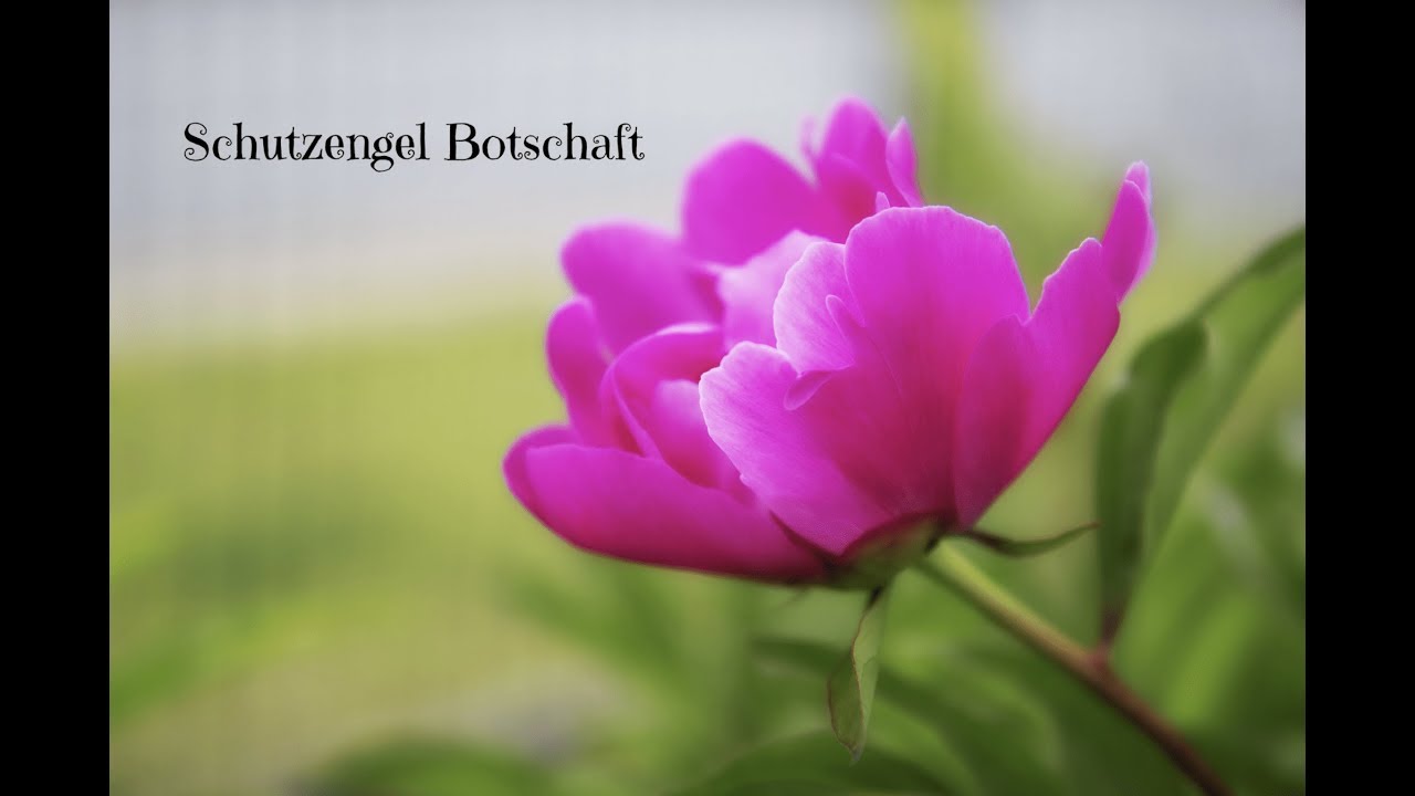 Schutzengel Botschaft ❤️