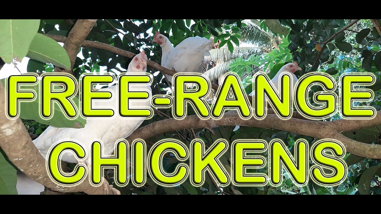 FREE RANGE CHICKENS 🐓🇵🇭 Philippines - TEXAS FAMILY FARM