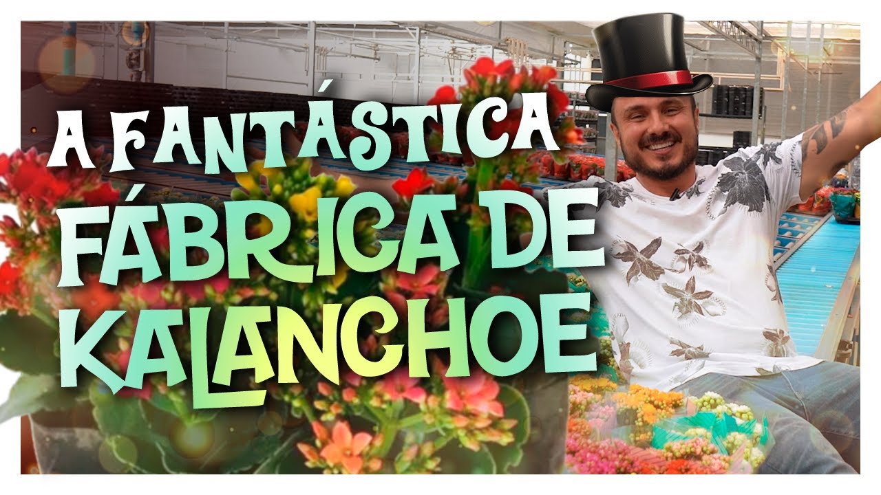Visitei a Fantástica Fábrica de Kalanchoe | Descubra tudo sobre essa planta