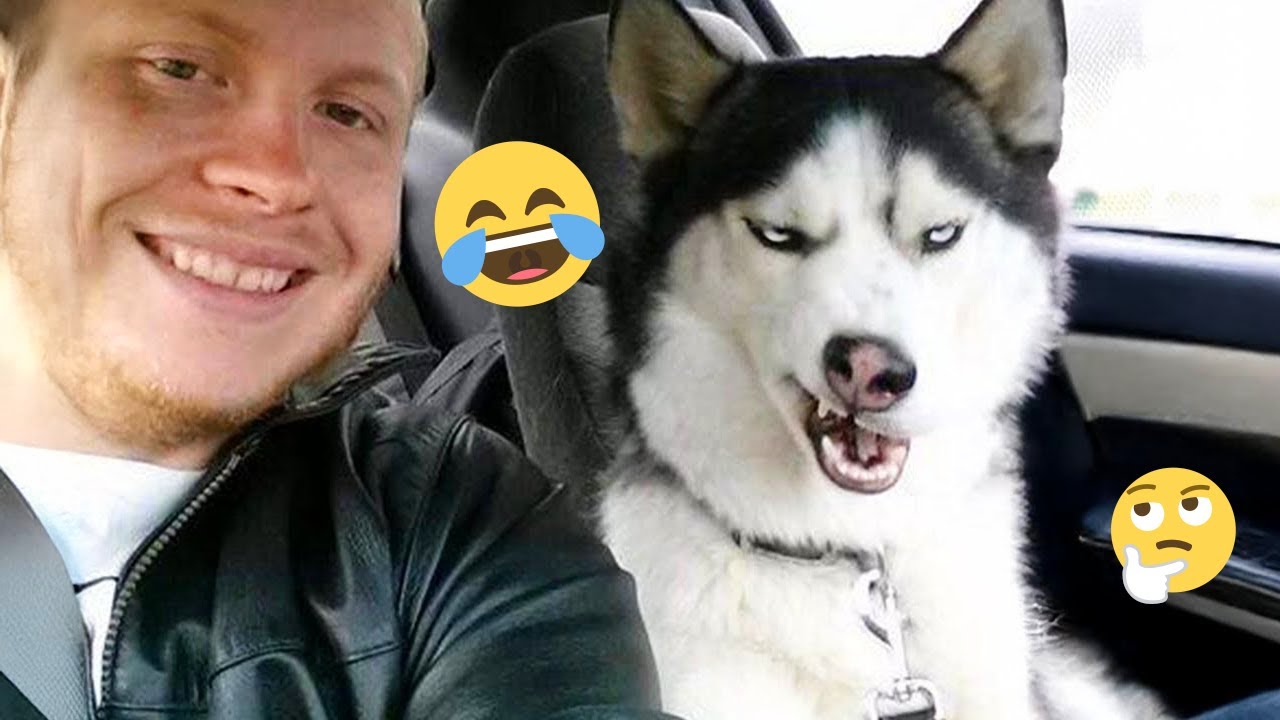 Над этими собаками невозможно перестать смеяться 🤣 Самые смешные собаки на видео 2026 года #31