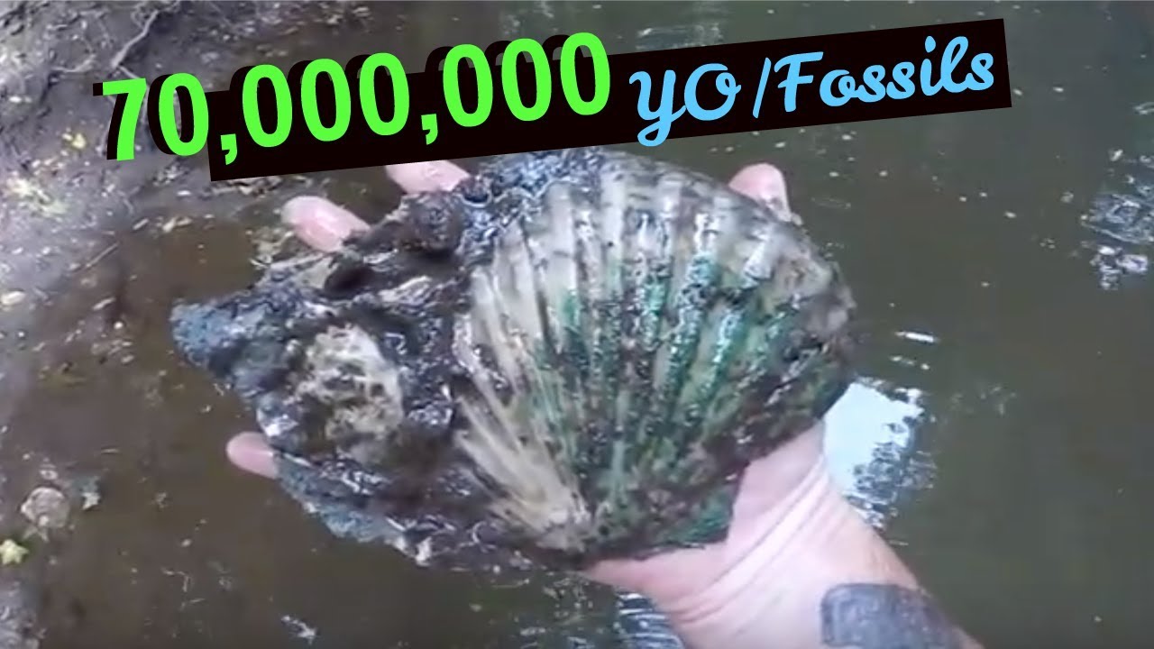 A Fossil Collecting Adventure| First Dig 2019