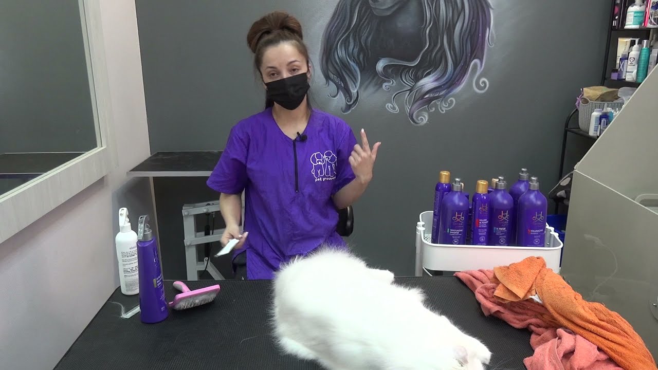 Кошки. Экспресс-Линька. Все нюансы от Евгении Разиной. Часть 3. Вычесывание.