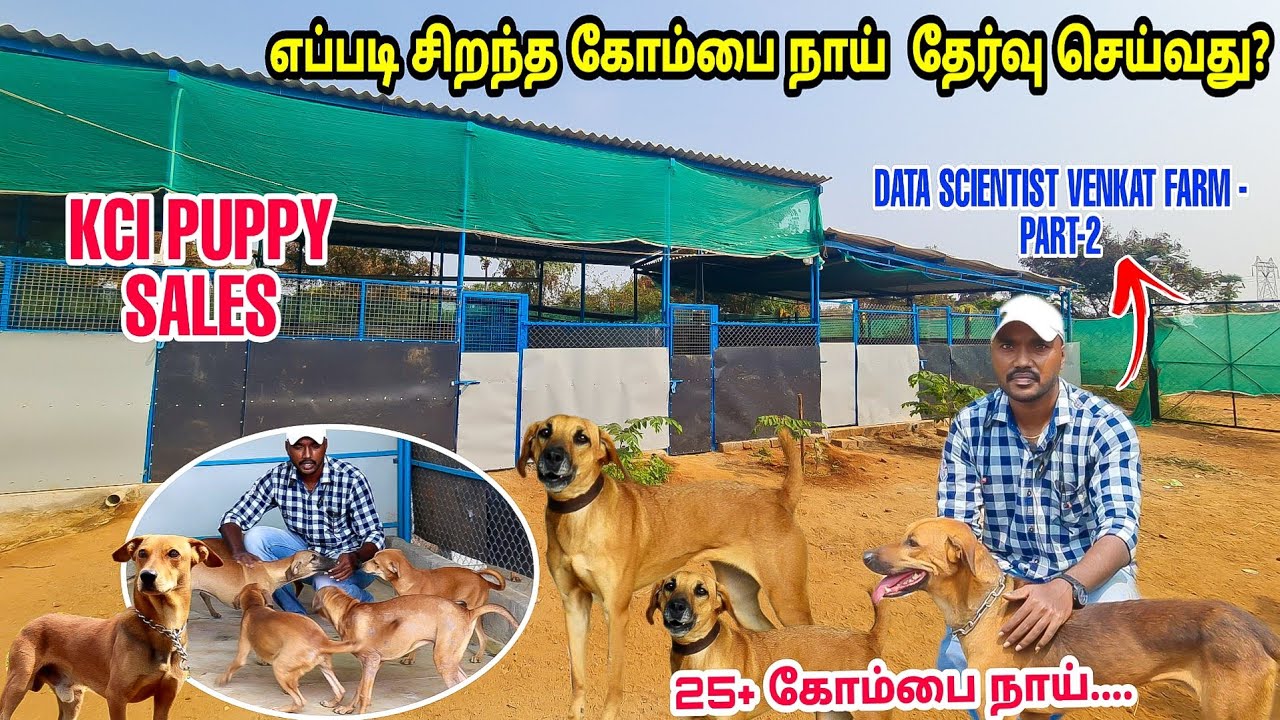 EXCLUSIVE :கோம்பை நாய் பண்ணை VLOG -KCI KOMBAI PUPPY SALES |Low Price-முதல்ரக தரமான கோம்பை நாய் பண்ணை