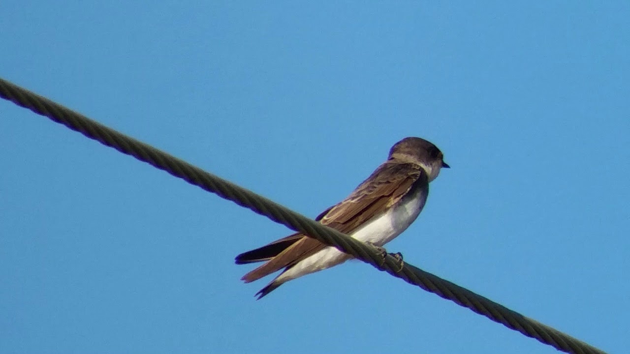 eBird-Bank Swallow 1