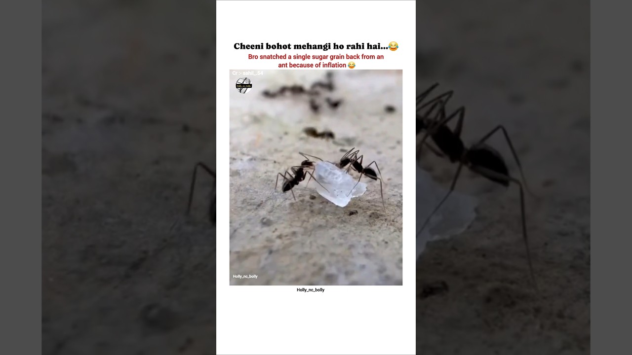 Когда цены на сахар стали слишком высокими 😂 #shortsfeed #shorts #вирусноевидео