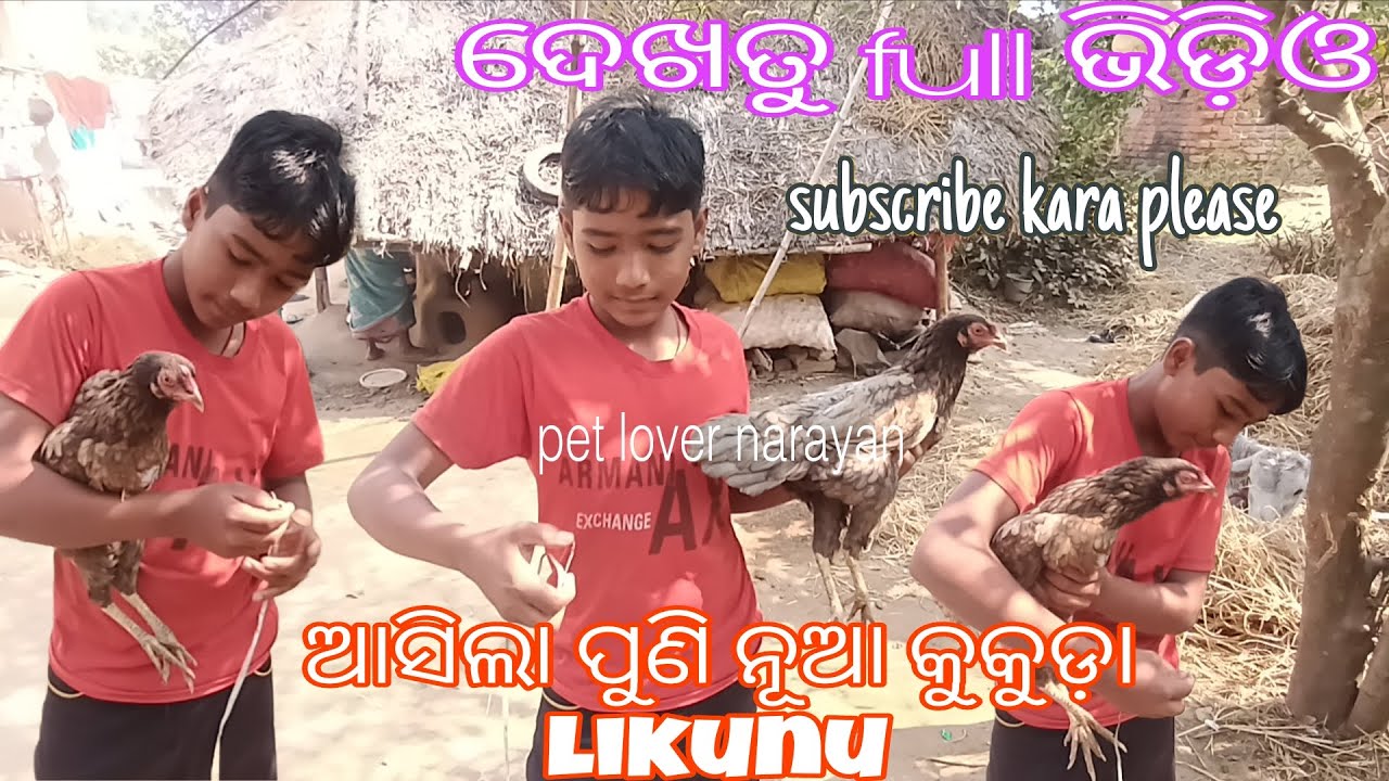 ଆସିଗଲା ନୂଆ କୁକୁଡ଼ା 🥰//@JAPUARABPETVLOG @PARROTDIPANKAR @petlovernarayan #adoptapet#petlover#minizoo