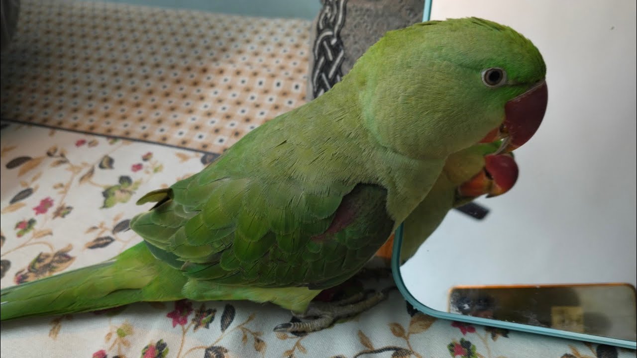 Max 🦜🤩 Ka Funny Dance 🕺ll Talking Parrot ll #parrot #viral 