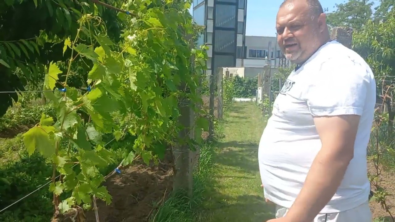 Zotyukert 36. - Permetezési és ültetési tanácsok