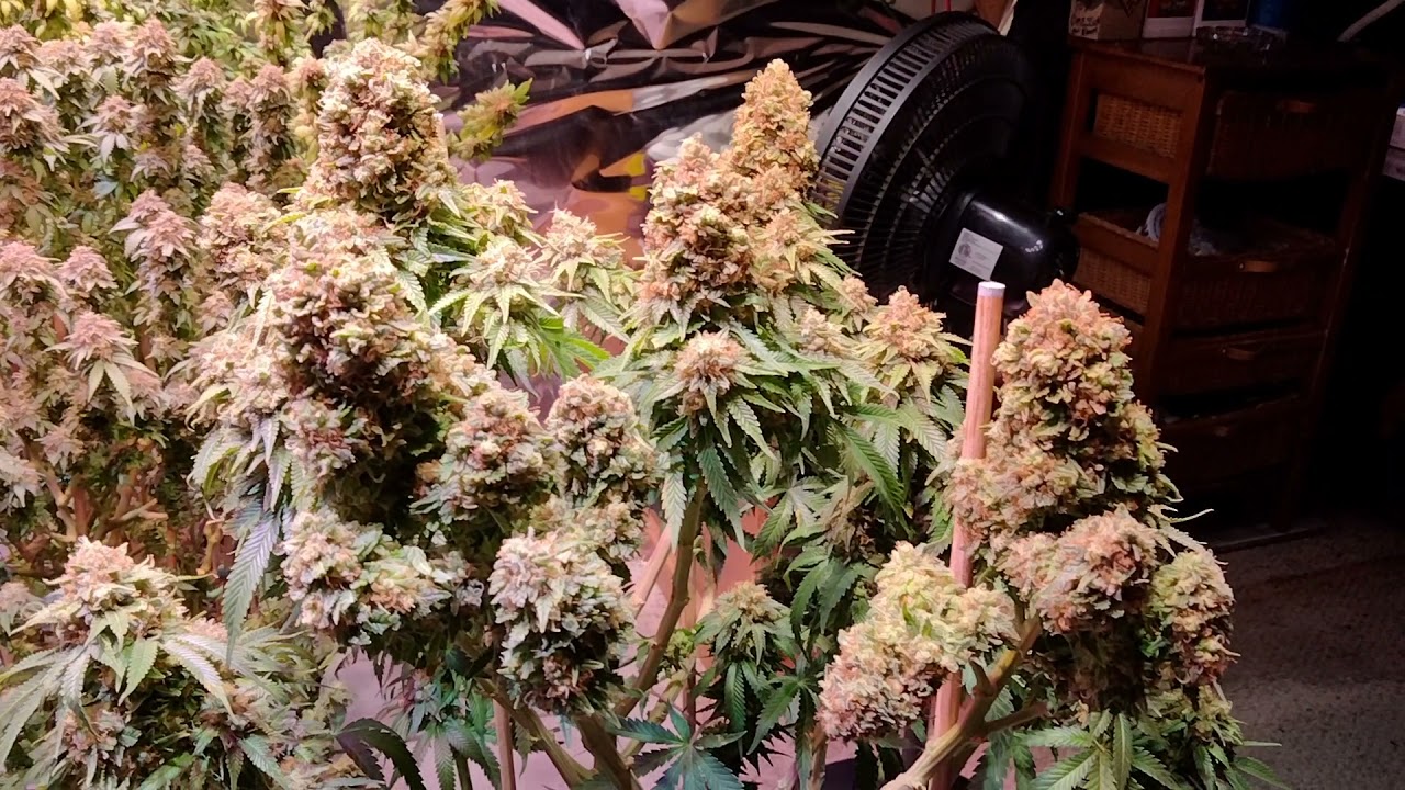 Melon Kush Week 8 Flower