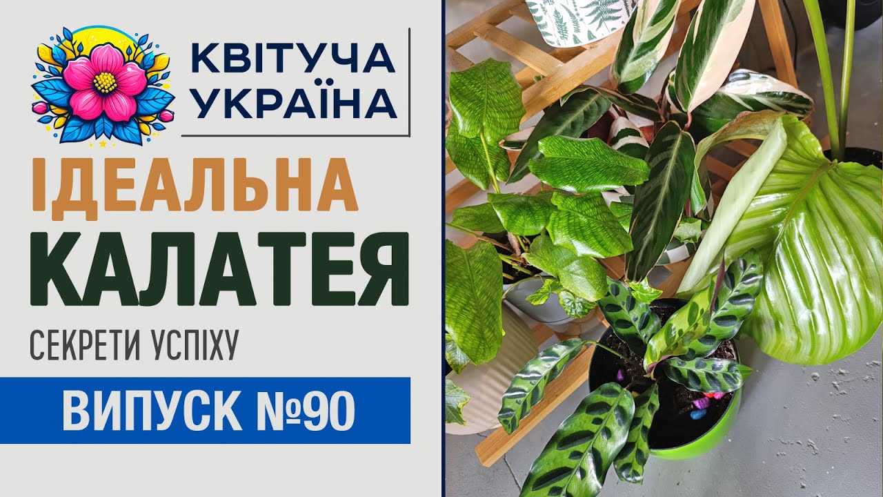 Ідеальна калатея. Секрети успіху. Все складне просто!