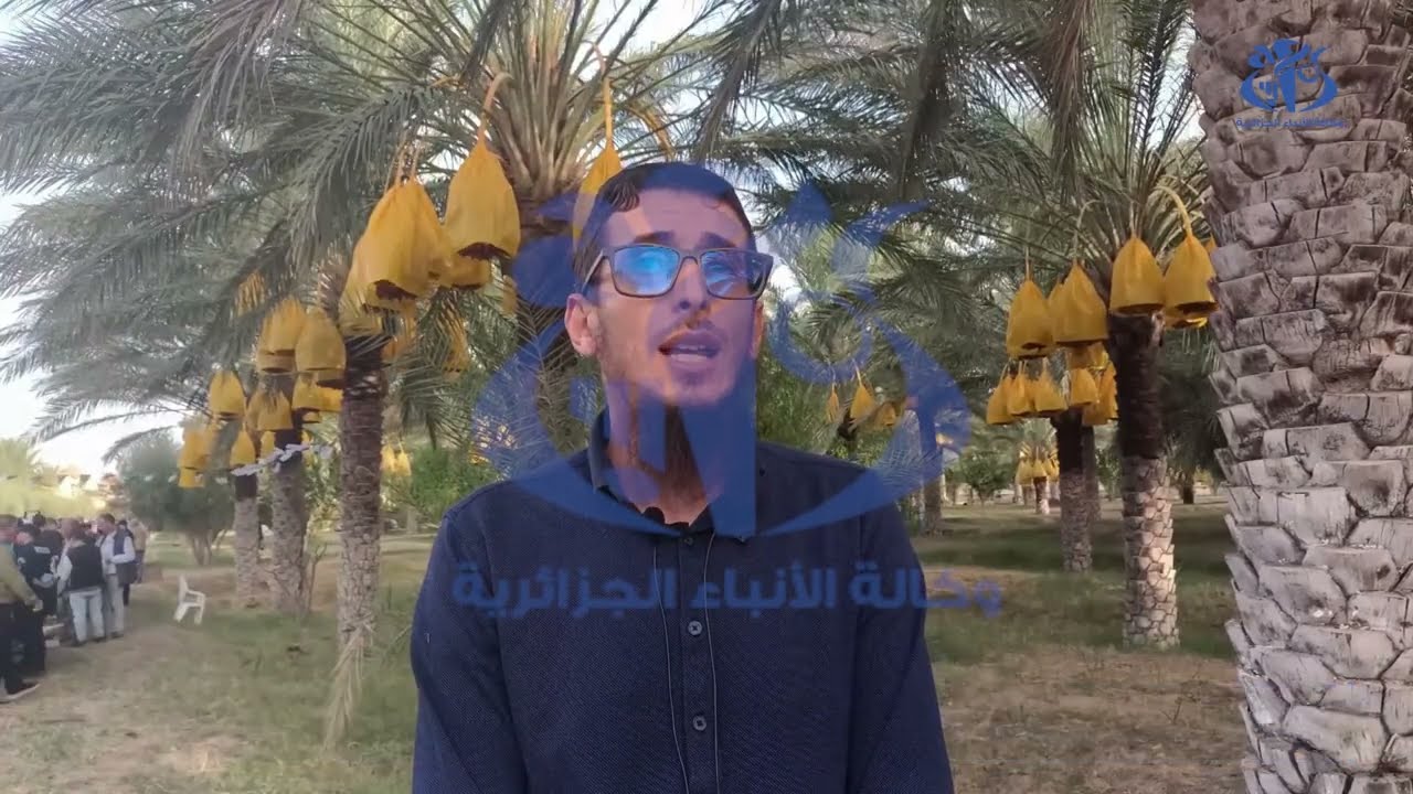 باتنة انطلاق جني التمور وتوقع إنتاج وفير في المساحة المخصصة لهذه الشعبة