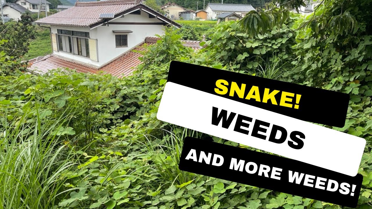 I am a Foreigner Living in Japan - I  Bought an Akiya House in Japan - Cheap houses in Japan
