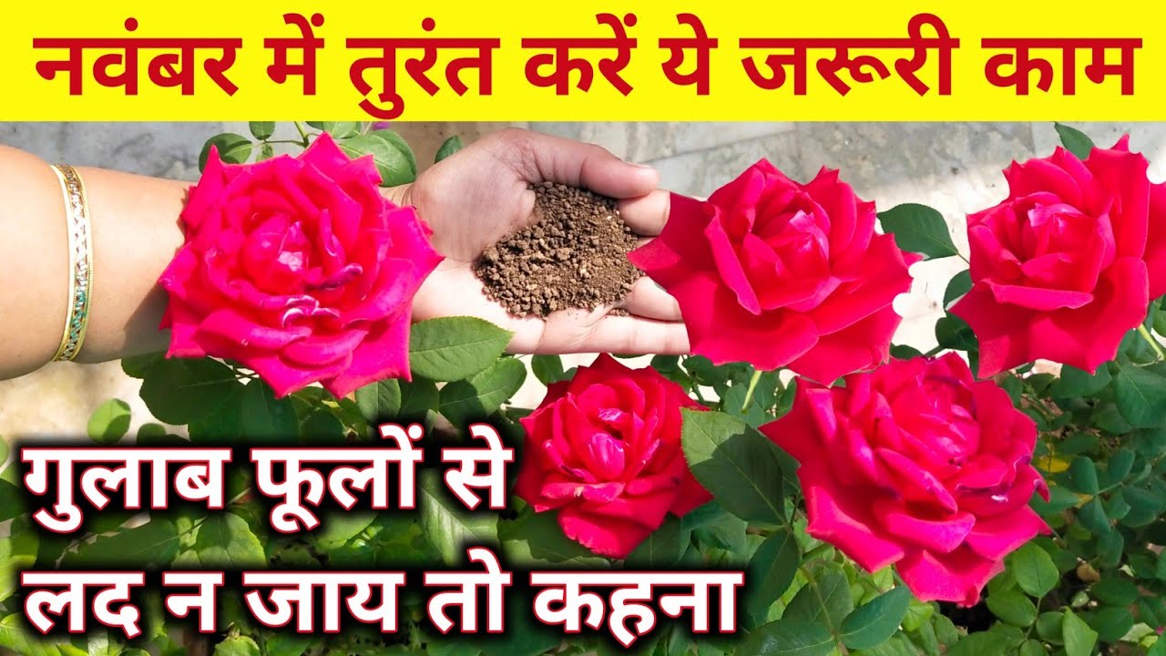 नवंबर में ये काम करते ही गुलाब फूलों से भर जायेगा.Rose plant growing tips.Rose plant care.gulab care