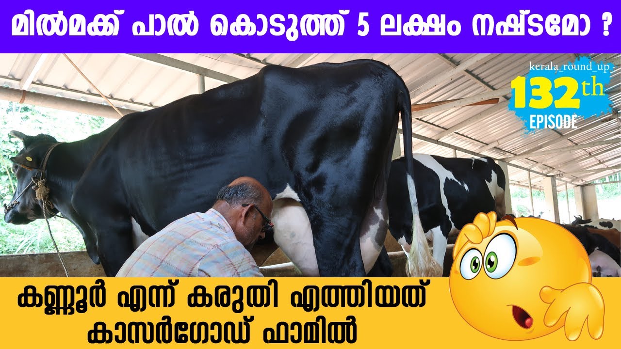 EP-132 Success Dairy Farm at Kannur 🤔 Kasargod | കൊറോണക്ക് അരഭിച്ച ഡയറി ഫാം 