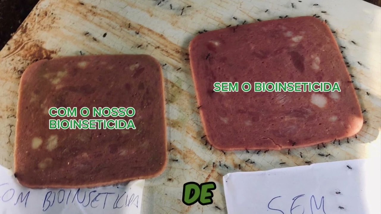 Bioinseticida com extrato da folha de mamona e casca de mandioca IFBA-IREC&Ecirc;