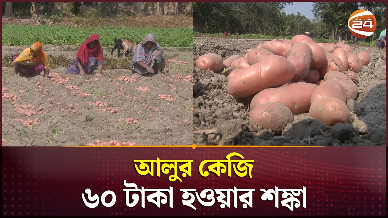 রংপুরে হঠাৎ বাড়ল হিমাগার ভাড়া, আলুর কেজি ৬০ টাকা হওয়ার শঙ্কা | Rangpur Potato | Channel 24