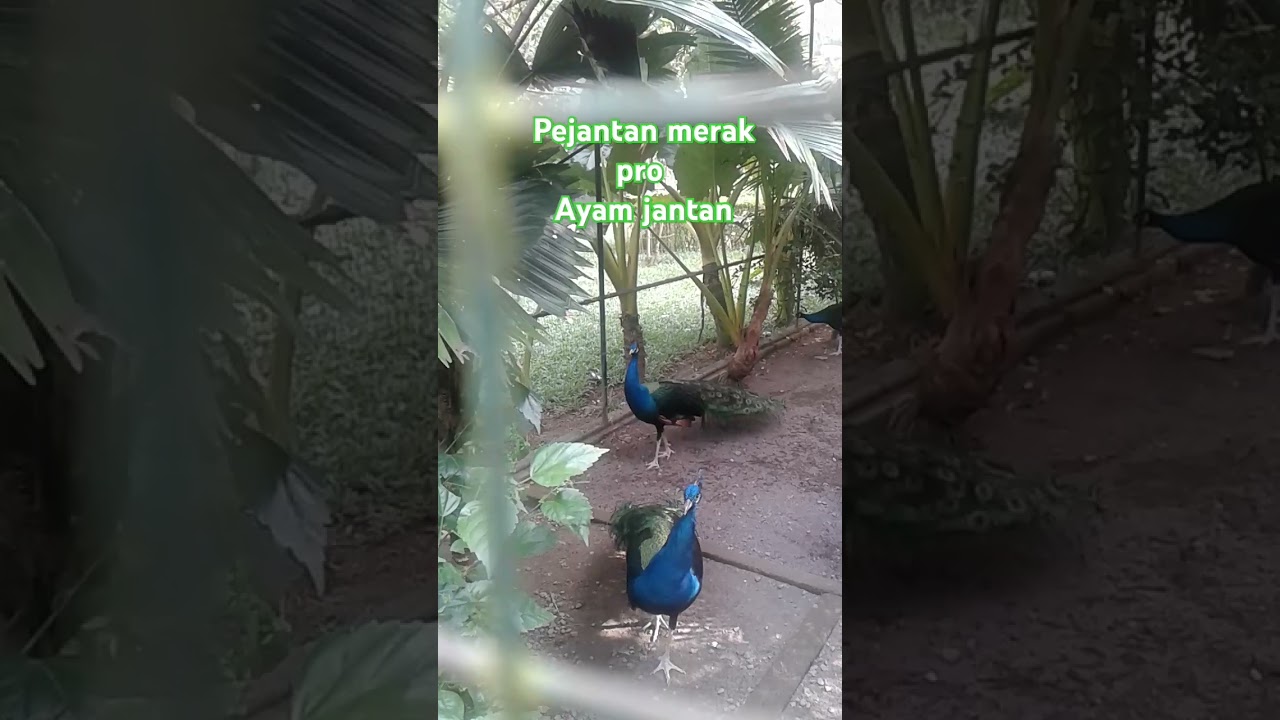 Burung merak pro ayam jantan