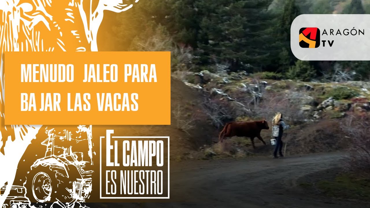 ¡Menudo jaleo para bajar las vacas del puerto de Piedrafita!