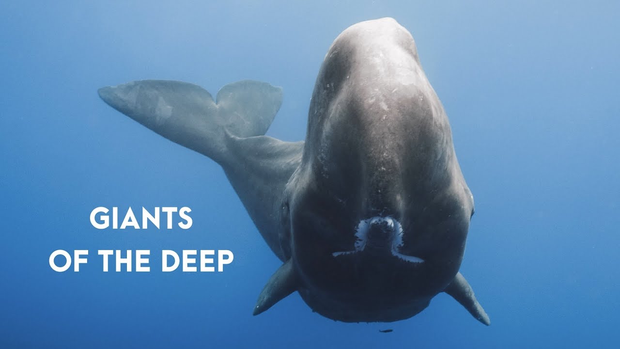 GIANTS OF THE DEEP - Sperm Whales in the Azores Islands