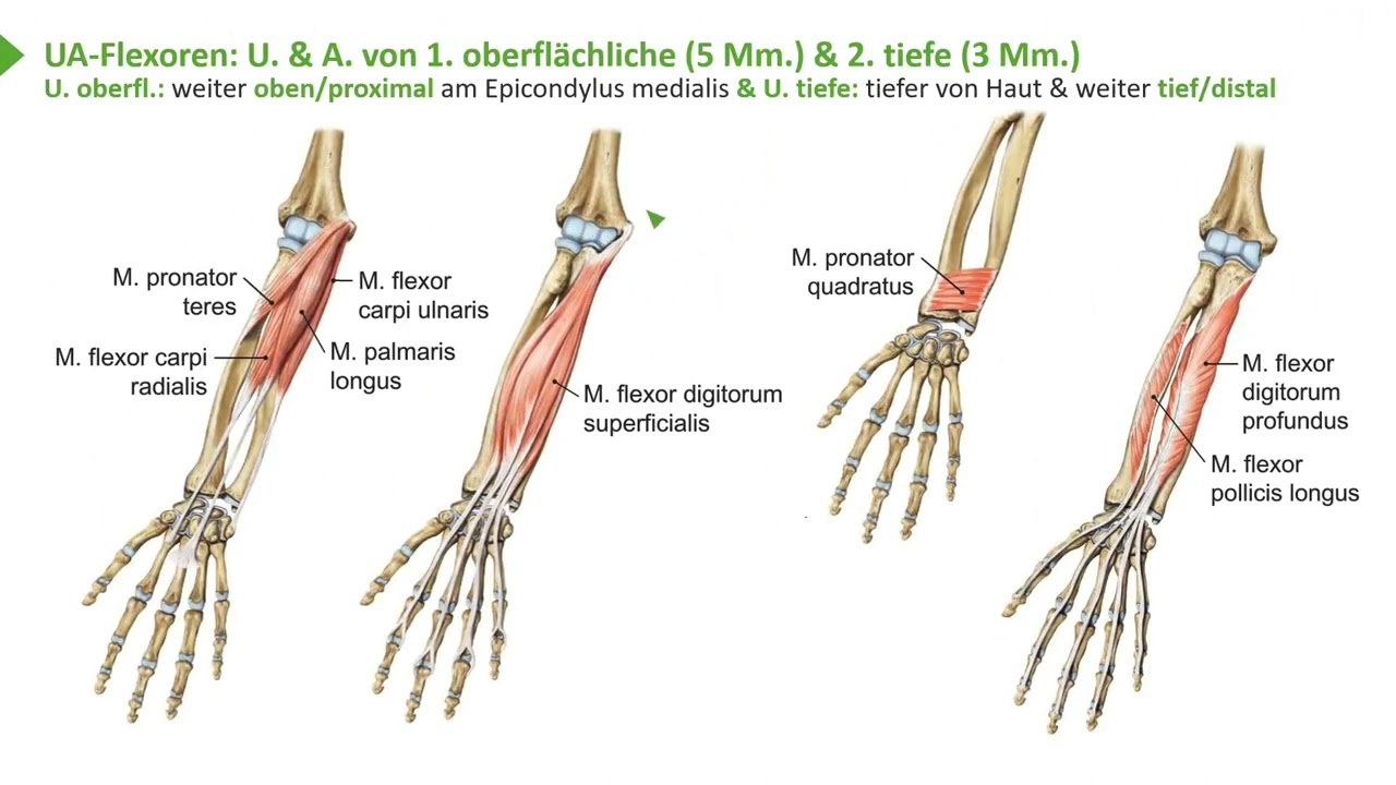 Bewegungssystem I Übersicht oberflächliche & tiefe Unterarmmuskulatur: Beuger I Prof. Dr. med. Wirth