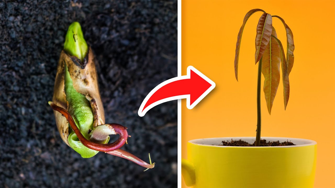 5 хитростей, как прорасти манго быстрее 🥭