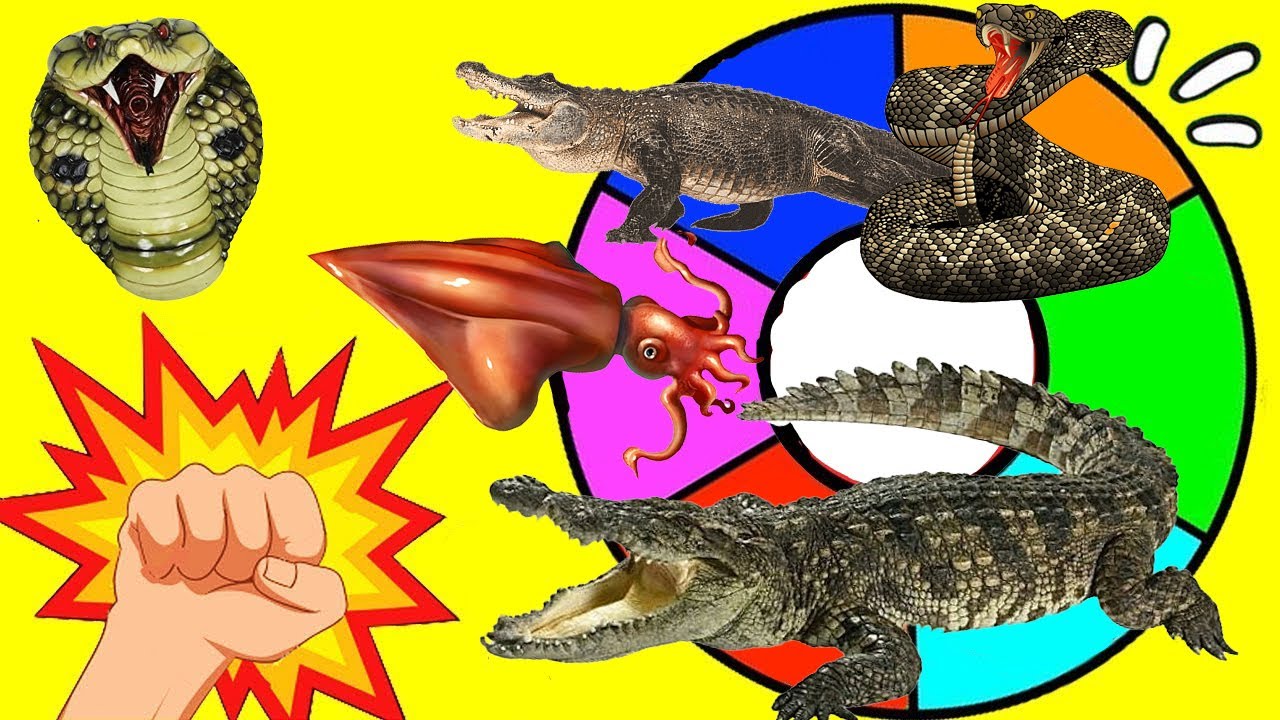 RULETA SORPRESA de GRANDES REPTILES | Los Reptiles más Terroríficos | CAIMAN, COCODRILO, COBRA REAL