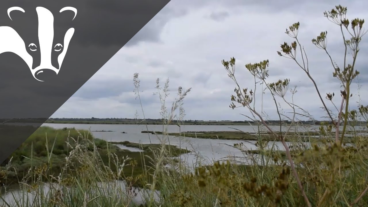Saltmarsh Restoration Project