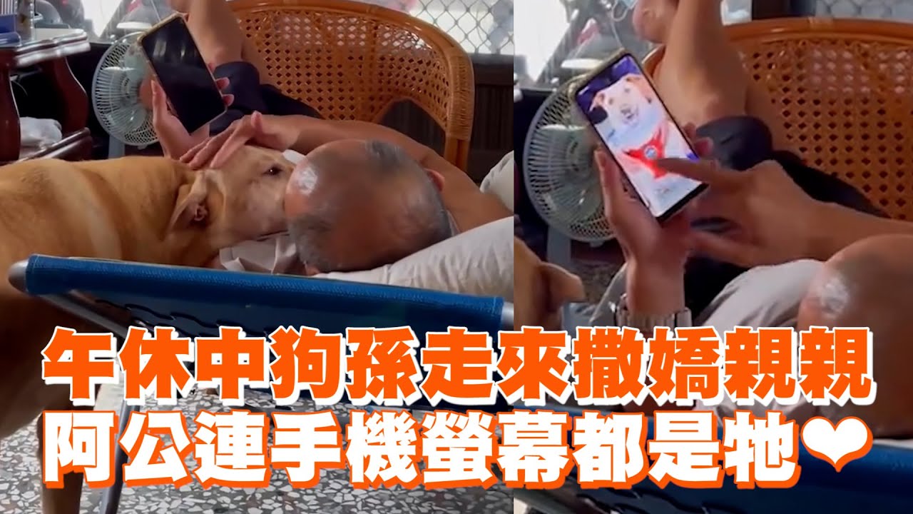 午休中狗孫走來撒嬌親親　阿公連手機螢幕都是牠❤ ｜#寵物雲