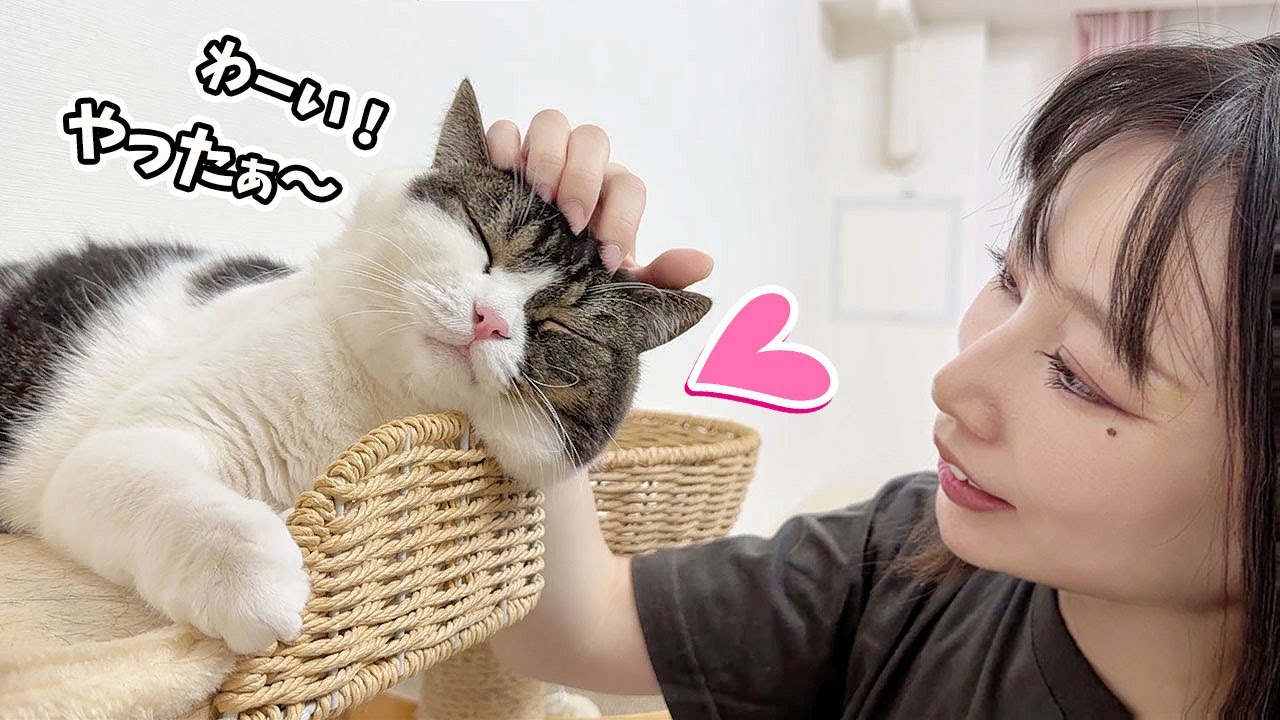 ママが買ってくれたプレゼントが嬉しくて喜ぶ猫が可愛すぎる！