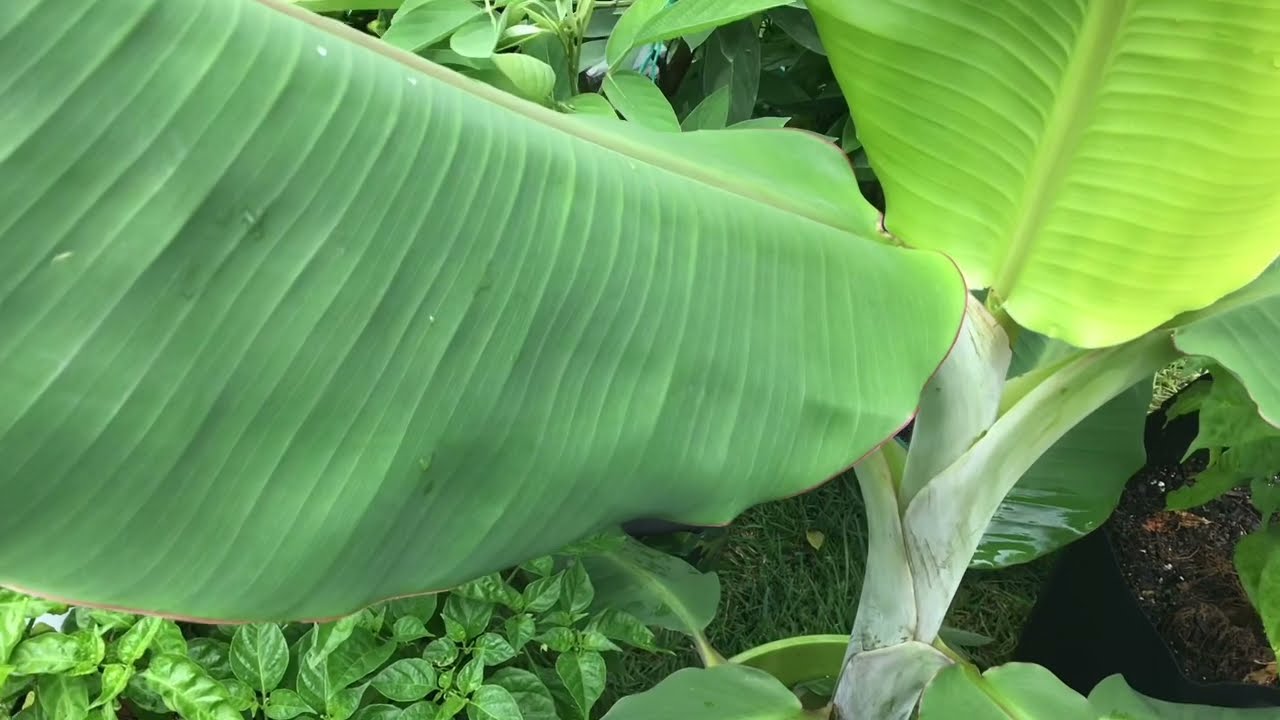 Growing Banana Tree In A Bucket