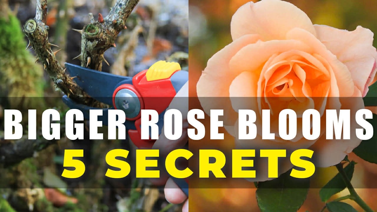 Gardeners Hate This One Simple Trick for Giant Rose Blooms