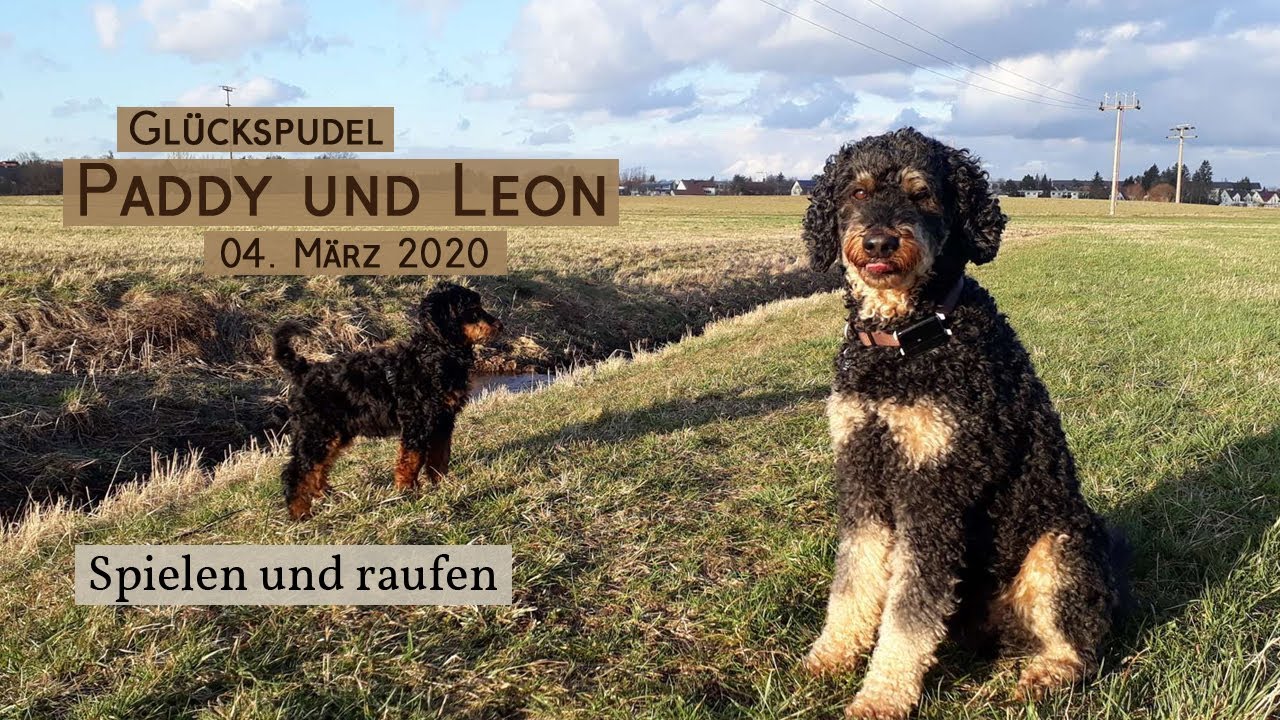 Glückspudel Paddy und Leon spielen und raufen - 04.03.2020 - Black&Tan Pudel
