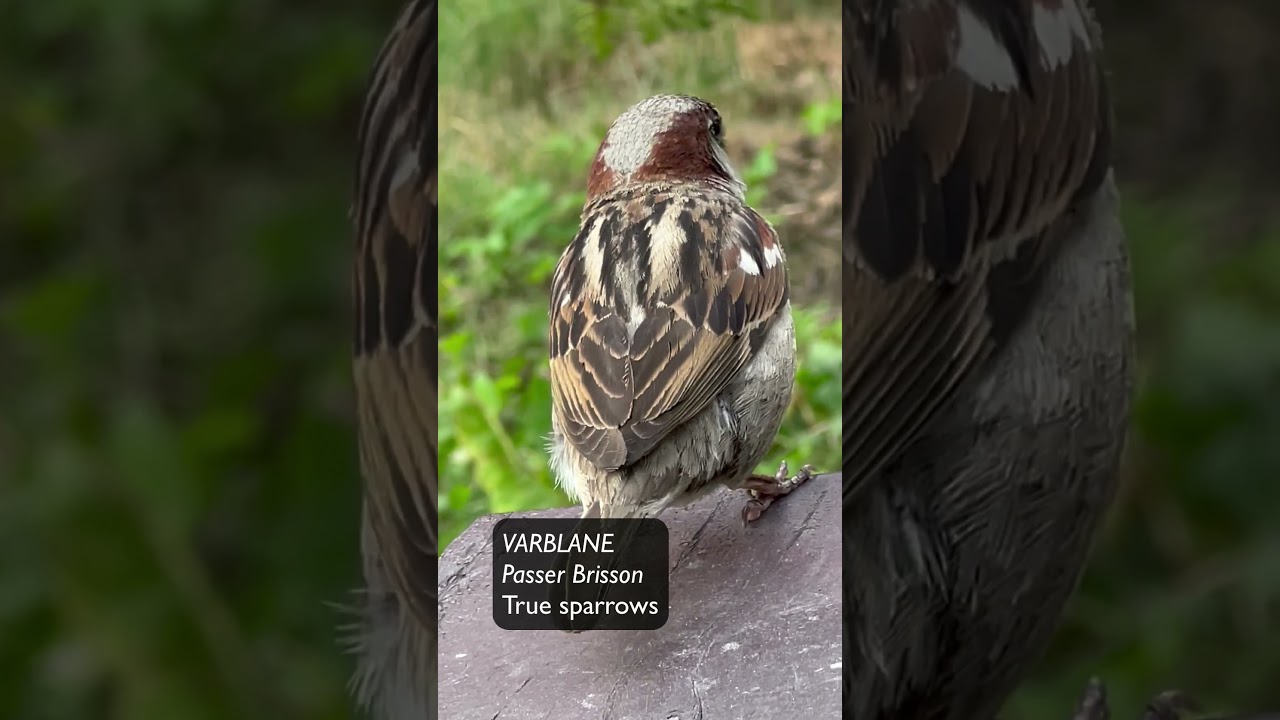 Varblane, Passer Brisson, True sparrows - Eesti linnud