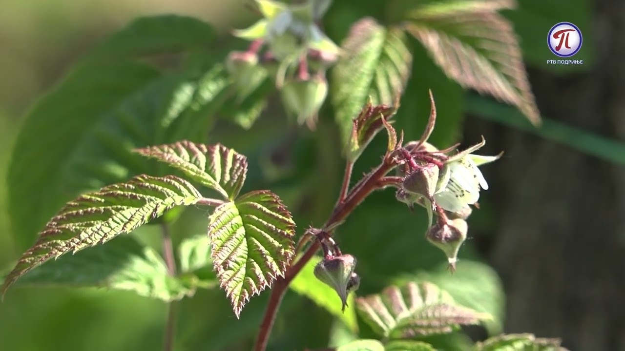 Ovih dana malinari orezuju svoje zasade i sprovode zimske tretmane preparatima na bazi bakra