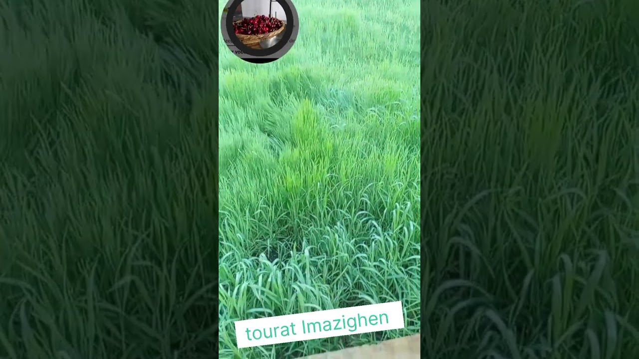 انشاد امزيغ 