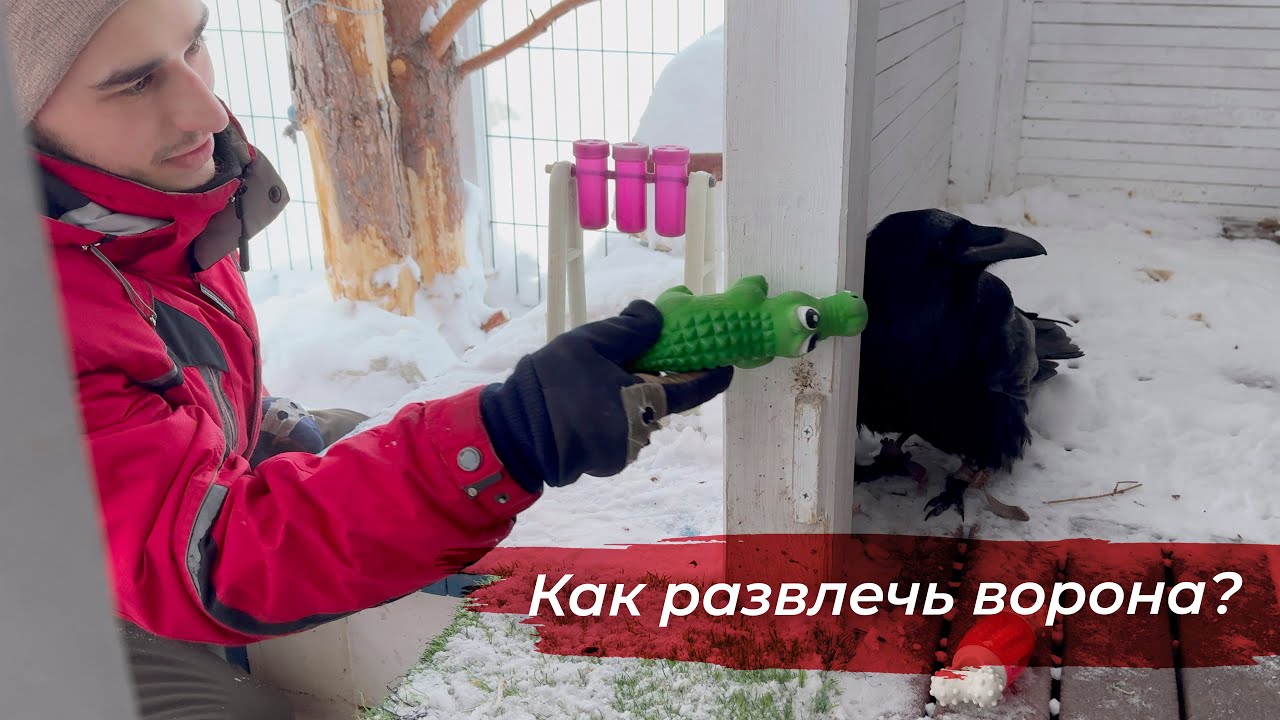 Развлекаю ворона пищалкой / Открываем посылки подписчиков