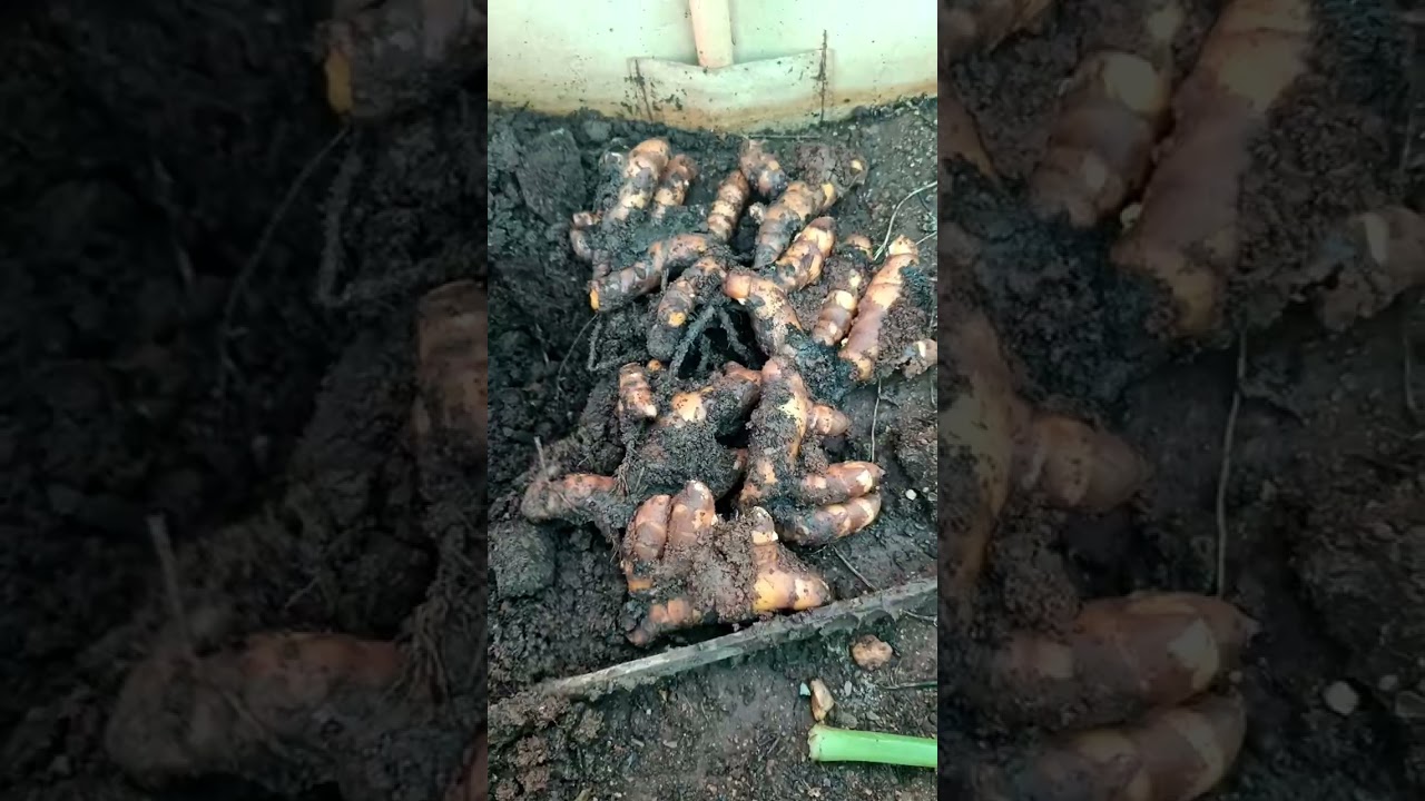Turmeric harvest (planted 3 months ago)
