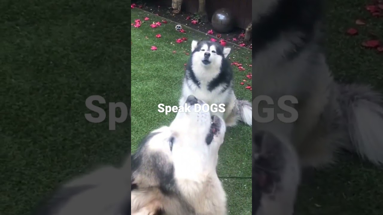 Wyjące psy haski (husky)