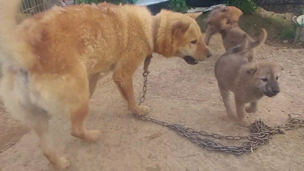 진돗개 강아지 서열싸움~~강아지 서열정리 Dog fight/hunting,#강아지#동물#애완동물