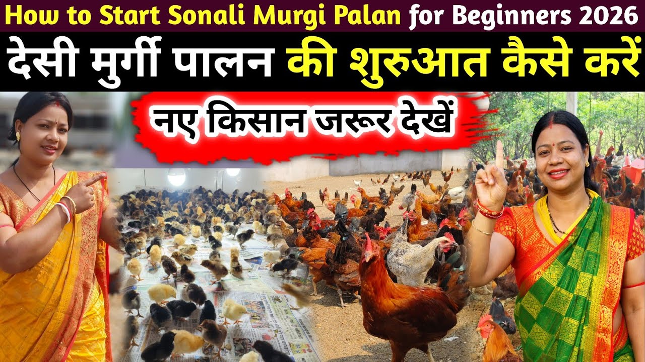 2026 Desi Murgi Palan ki Shuruaat kaise Karen | मुर्गी पालन कैसे शुरू करें Poultry Farming beginners
