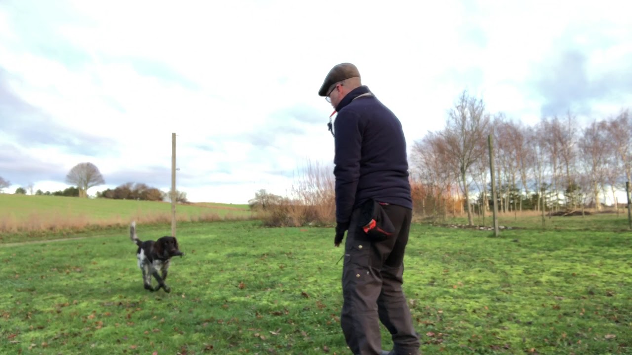 Kleiner m&uuml;nsterl&auml;nder - Retrieval training with a puppy of 9 months.