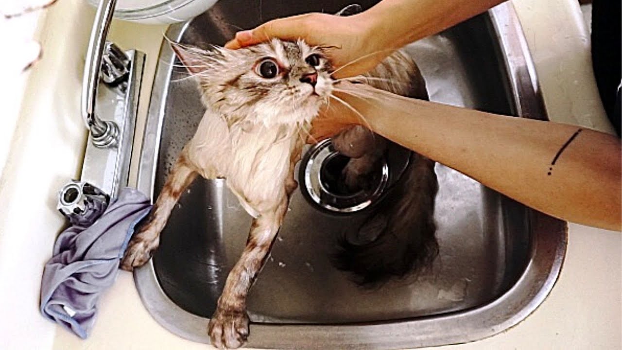 Bathing My Siberian Cat For The First Time and I Survived!!